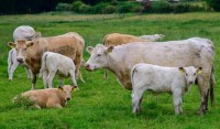 Charolais cows and calves - Photo courtesy: Flickr, Creative Commons, Edith Mari Rosebrock