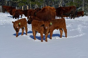 red-angus-cows