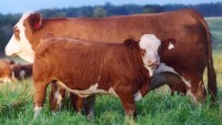 Red Simmental cow and calf - Photo courtesy: Dora Lee Genetics